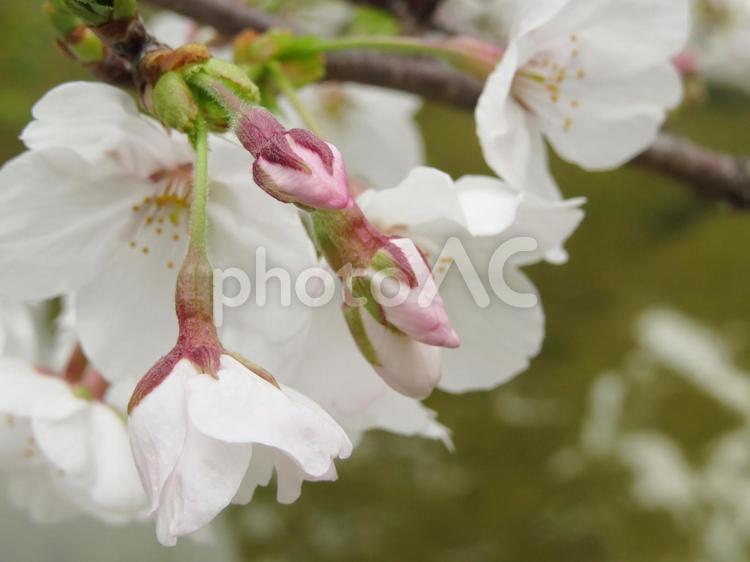 春　ソメイヨシノの蕾 春,花,さくらの写真素材