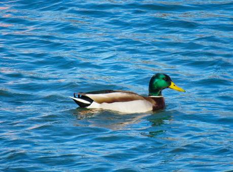 川で泳ぐマガモのオス マガモ,野鳥,生き物の写真素材