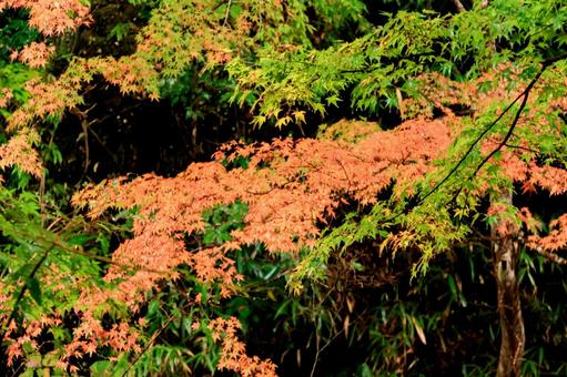 紅葉 紅葉,養老渓谷,筒森もみじ谷の写真素材