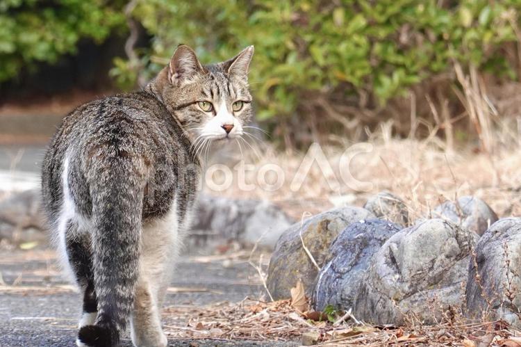 振り返るキジシロ猫 猫,保護猫,ネコの写真素材