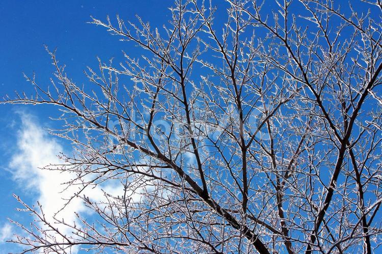 雪が積もった木と青空　２ 雪,樹氷,木の写真素材