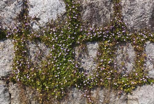 シンバラリア [Coliseum Ivy]-001の写真