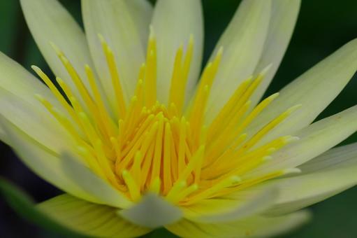 睡蓮 熱帯睡蓮 スイレン 黄色の花 睡蓮 熱帯睡蓮 スイレン 黄色の花の写真