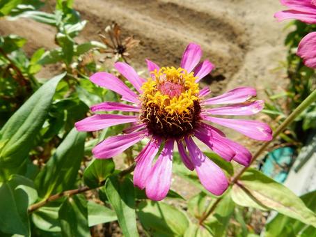 【花の写真】 ヒャクニチソウ（百日草）の写真