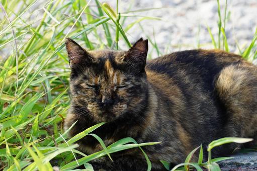ねこ ねこの写真