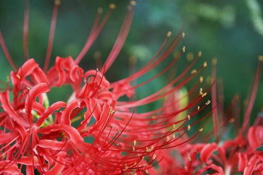 公園に咲く晩夏の赤い彼岸花のアップ 彼岸花,曼珠沙華,赤の写真素材