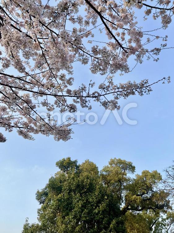 桜と緑　春の景色 さくら,春,淡いピンク色の写真素材