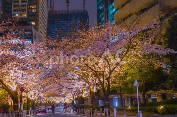 ライトアップされた桜とビル 桜,夜桜,ライトアップの写真素材