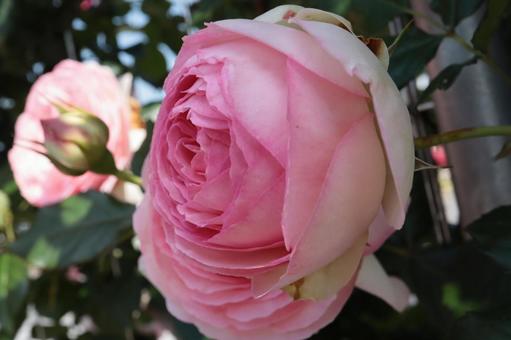 バラ園せ淡い色の薔薇を撮った写真です 花,薔薇,自然の写真素材