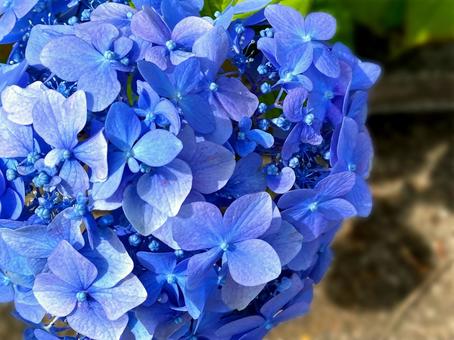 青い紫陽花 青い紫陽花の写真