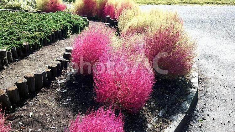 群馬の森コキヤ 自然,花,庭園の写真素材