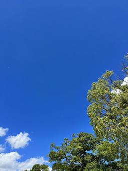 Photo, sky, wood, weather, 