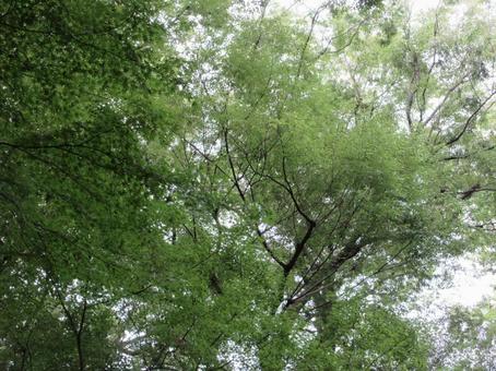 上野公園の樹々 05 上野公園の樹々 05 上野恩賜公園,樹々,葉っぱの写真素材