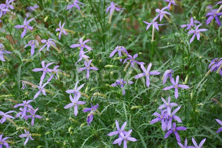 奈良の自然風景２４ 花,つぼみ,薄紫色の写真素材