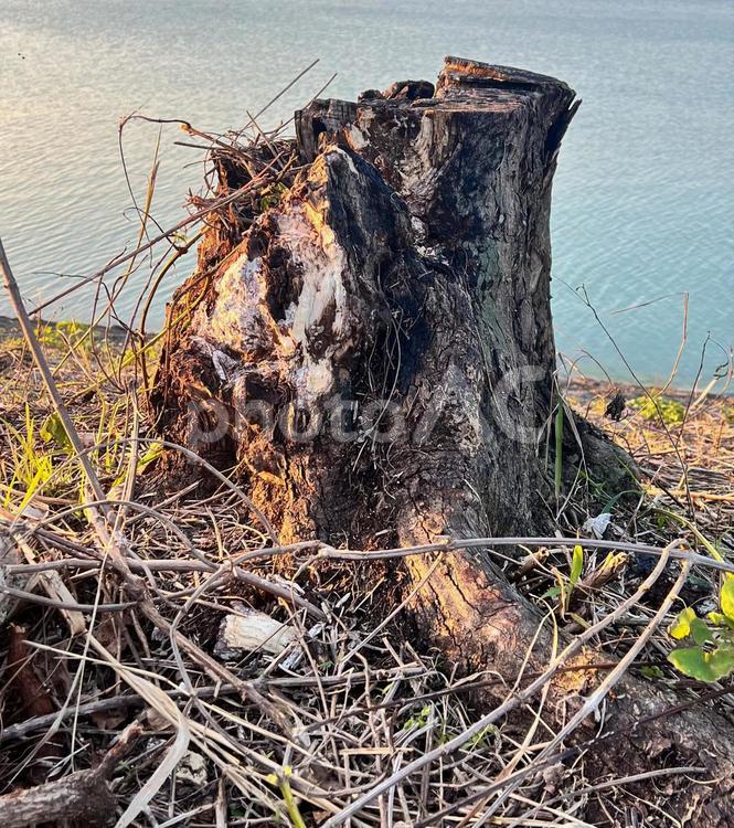 枯れた切り株 枯れた,切り株,自然の写真素材