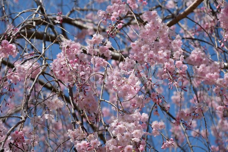 枝垂れ桜 桜,枝垂れ桜,春の写真素材