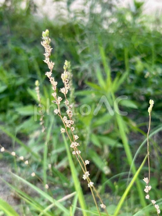 雑草マツバウンランの種 マツバウンラン,雑草,種子の写真素材