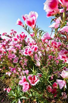 ピンクの花 ピンクの花の写真
