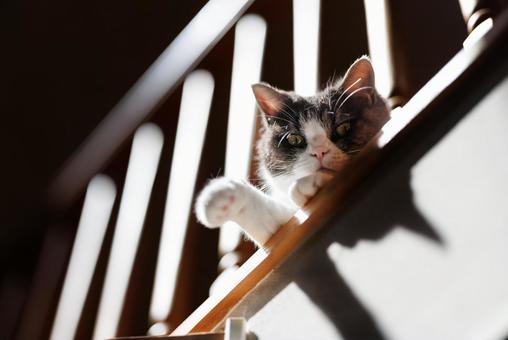 2階から覗く猫 2階から覗く猫の写真