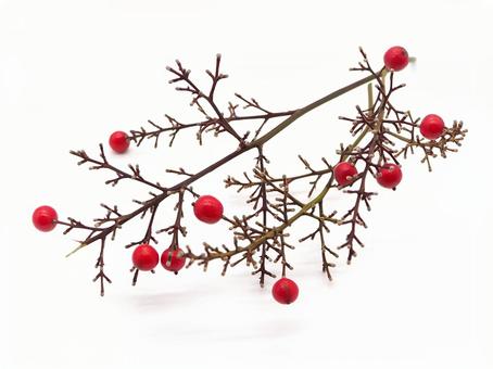 南天 南天,南天の実,ナンテンの写真素材