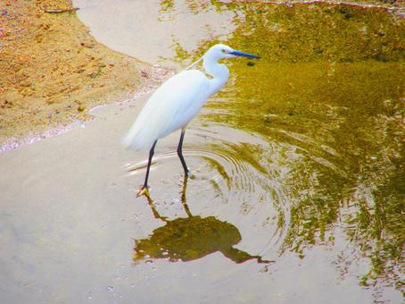 コサギ コサギの写真