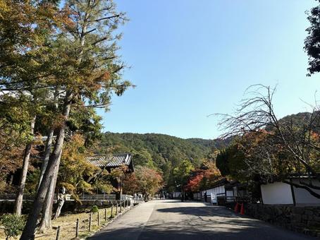 散歩道 山,木々,草木の写真素材