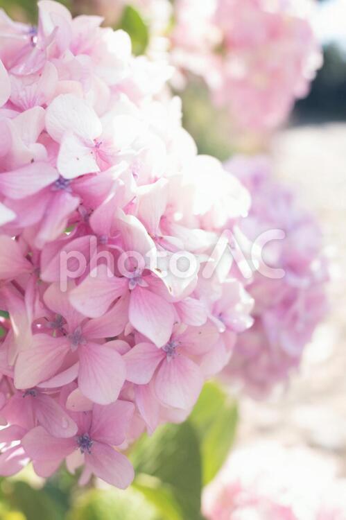 イギリスで出会った花3 あじさい,お花,かわいいの写真素材