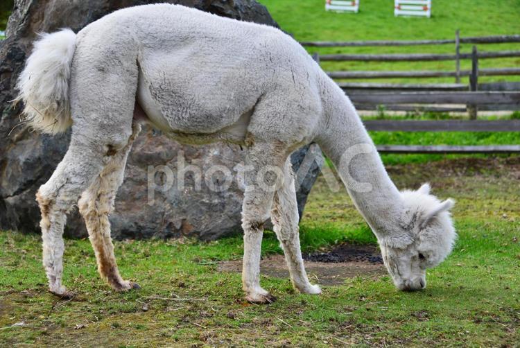 毛を刈ったばかりのアルパカ４ 動物,アルパカ,えこりん村の写真素材