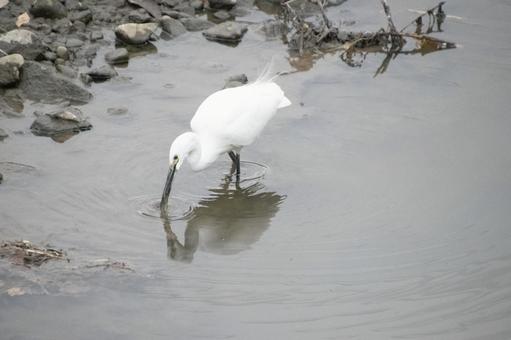 魚をとるサギ 餌をとる鳥,サギ,白い鳥の写真素材