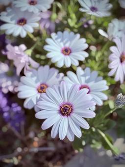 可憐な白い花 可憐な白い花の写真
