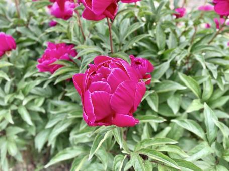 鮮やかな牡丹の花 鮮やかな牡丹の花の写真