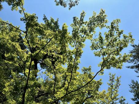 初夏の青空とさわやかな新緑のモミジ 新緑,緑,木の写真素材