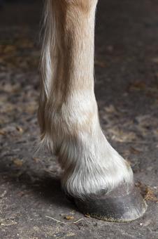 馬の蹄 アップ 馬の蹄 アップ 馬,蹄,馬の脚の写真素材