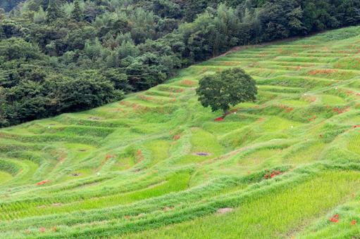 彼岸花が咲く初秋の大山千枚田1 彼岸花が咲く初秋の大山千枚田1 大山千枚田,千枚田,棚田の写真素材