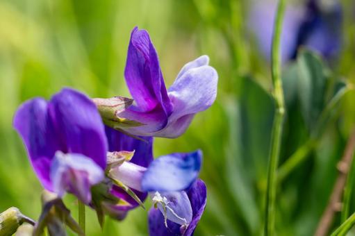 Photo, spring, flower, beach pea, 