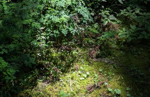 Photo, moss, background, texture, 