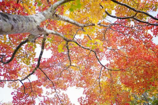 カラフルな紅葉 紅葉,もみじ,秋の写真素材