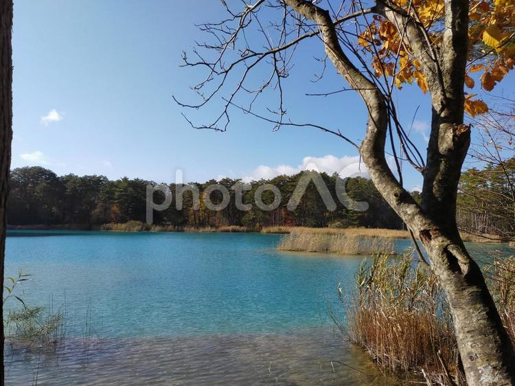 木越しの湖畔 湖,湖畔,五色沼の写真素材