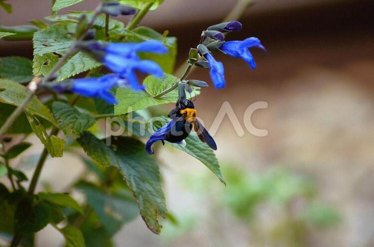 メドーセージとクマバチ メドーセージ,花,はなの写真素材