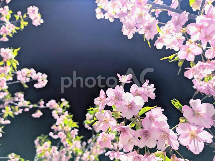 艶やかな満開の河津桜　夜桜４ 桜,夜桜,さくらの写真素材
