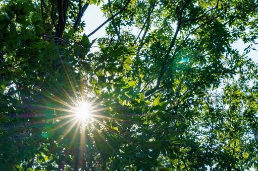 森の中に差し込む太陽の光 森の中に差し込む太陽の光 自然,風景,木の写真素材