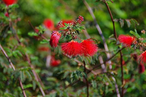 ヒネムの花 ヒネムの花の写真