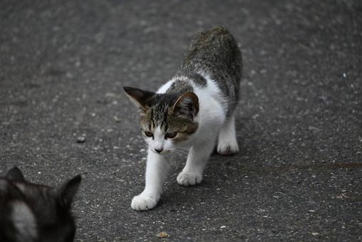 走島のにゃんこ達 走島のにゃんこ達 哺乳類,癒される,猫の写真素材