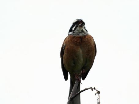 枝の先端につかまり鳴くホオジロ 枝の先端につかまり鳴くホオジロの写真