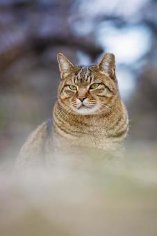 Stray cats in Osaka Castle Park, JPG