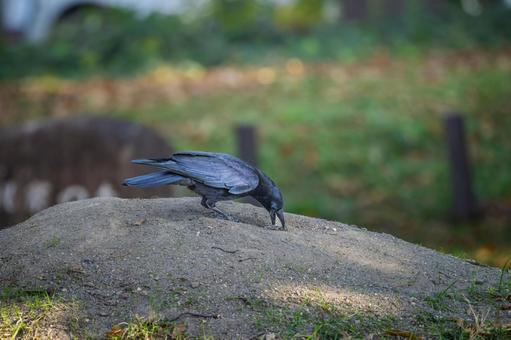 食事中のカラス 食事中のカラスの写真