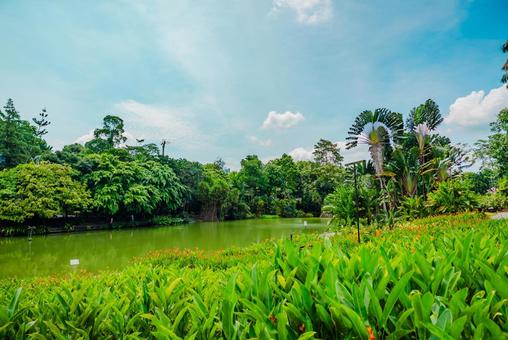 【シンガポール】植物園オーキッドガーデン ナショナル,オーキッドガーデン,植物園の写真素材