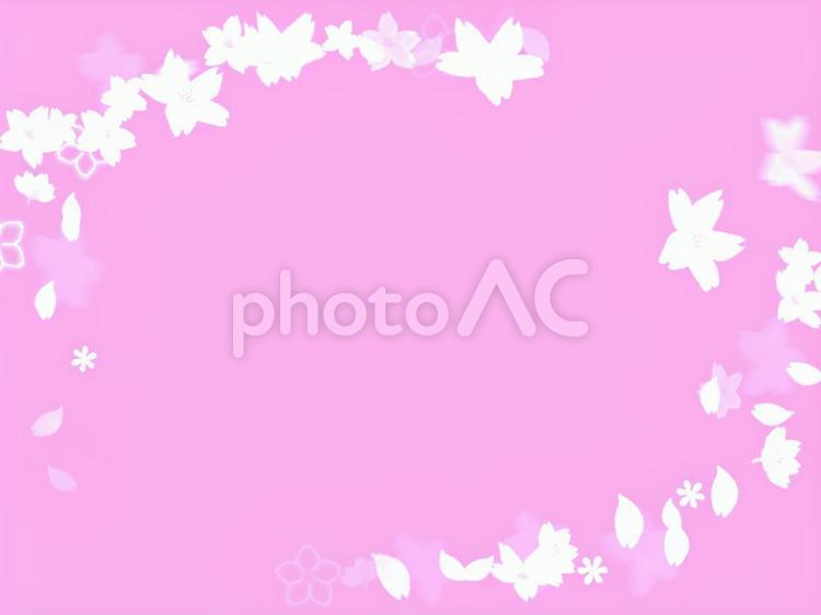 使いやすい桜の背景フレーム 桜,春,花びらの写真素材