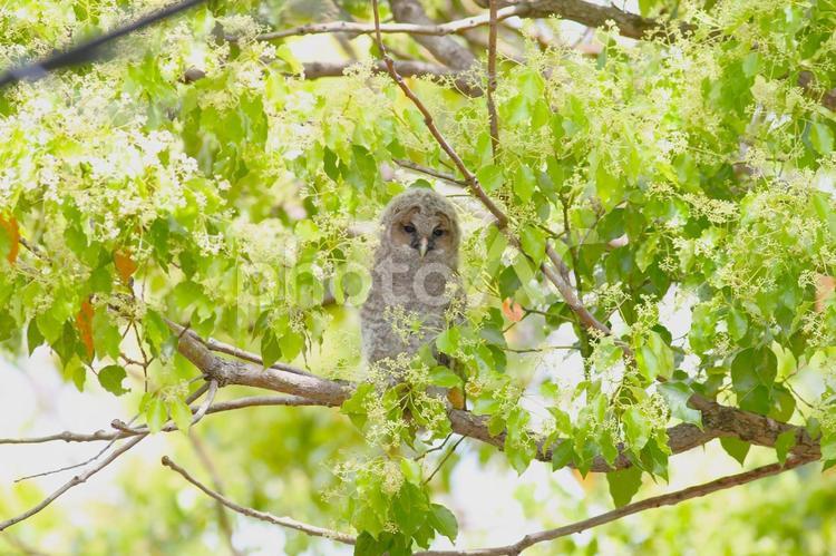 うつむき加減のふくろうの赤ちゃん ふくろう,赤ちゃん,ヒナの写真素材
