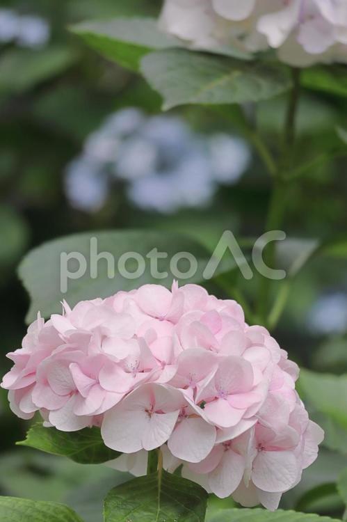 淡いピンクのアジサイの花 縦 アジサイ,紫陽花,花の写真素材